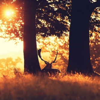 sun-forest-animal-deer-photo-1