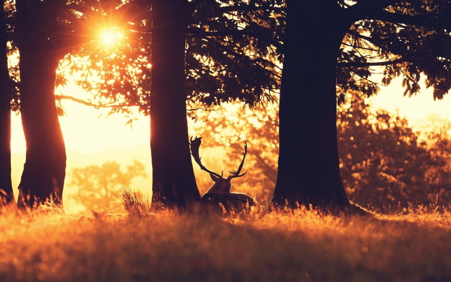 sun-forest-animal-deer-photo-1