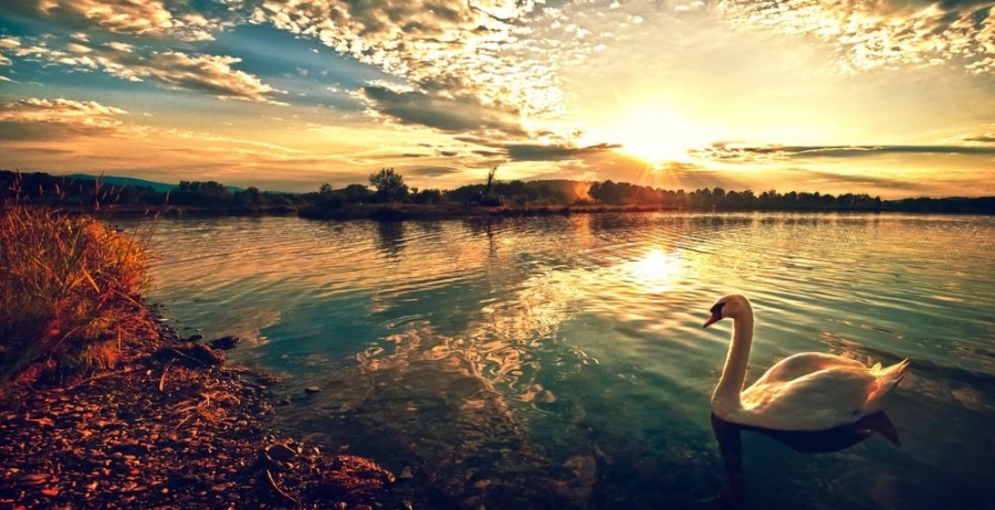 once_upon_a_swan_by_tomekkarol_d3lj9ux-fullview